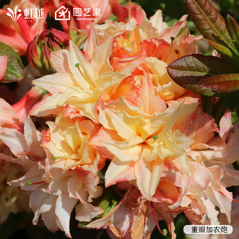 虹越进口落叶杜鹃重瓣粉绣球好养大苗盆栽庭院花园阳台耐寒多年生