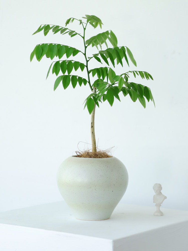黄花梨盆栽阳台庭院名贵树苗海南黄檀树办公室绿植好养活植物四季