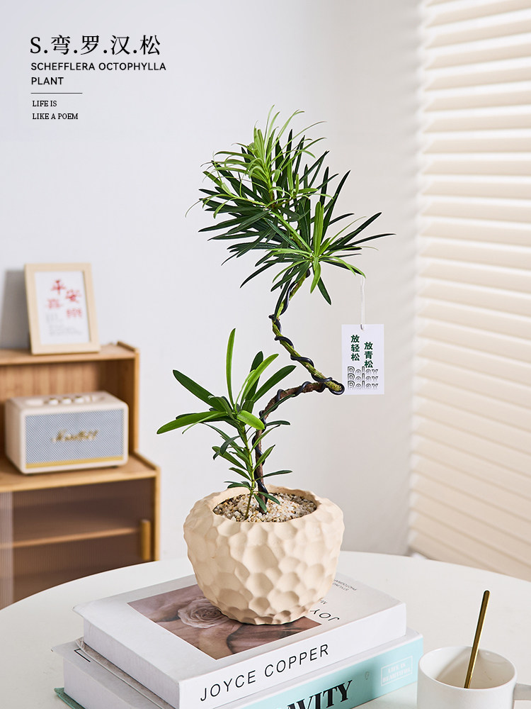 造型罗汉松盆栽室内植物办公室客厅茶室禅意绿植桌面好养花卉盆景