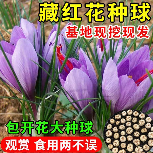 藏红花种球可食用耐寒耐冻