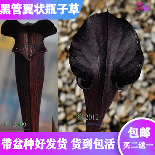 基地直销【黑管翼状瓶子草】食虫植物捕蝇草驱蚊草多肉绿植盆栽