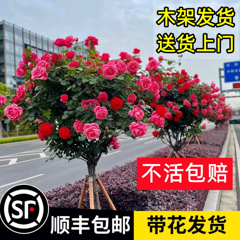 树桩月季花苗特大花浓香玫瑰老桩别墅庭院耐寒高档树状棒棒糖月季