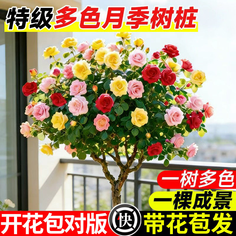 棒棒糖树桩月季花苗盆栽树状特大花卉四季植物庭院老桩玫瑰花树苗