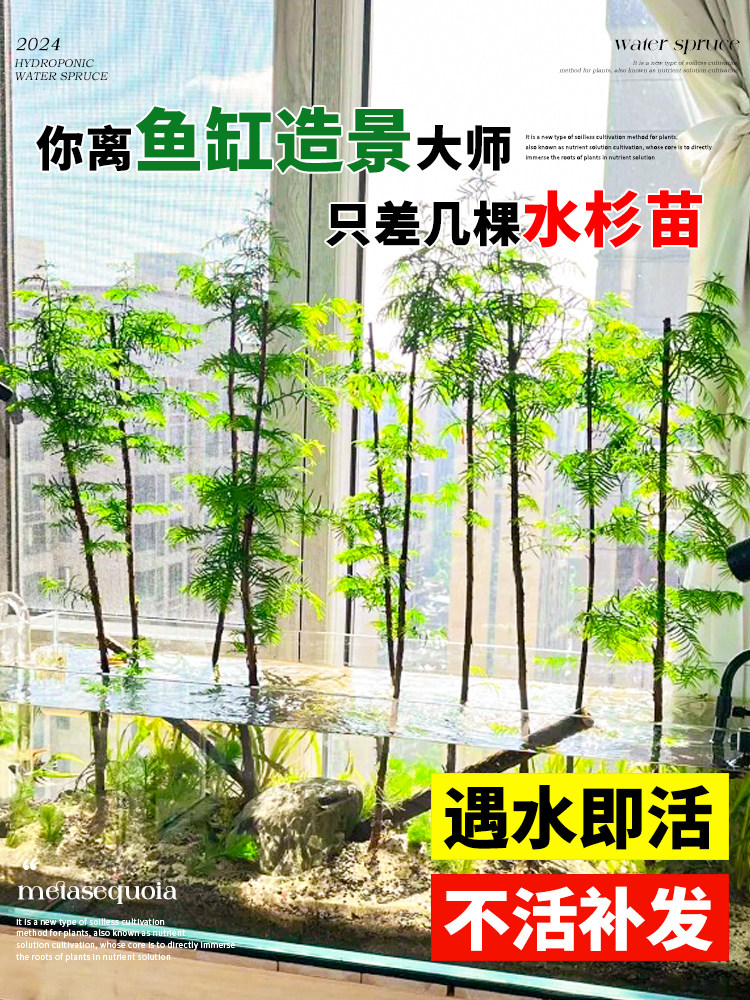 水杉树苗水培植物和鱼共养四季盆栽室内客厅绿植水生植物鱼缸造景