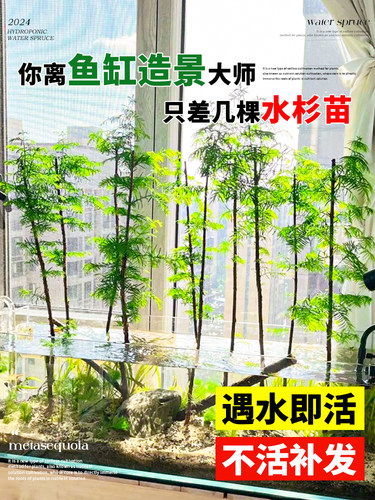 水杉树苗水培植物和鱼共养四季盆栽室内客厅绿植水生植物鱼缸造景