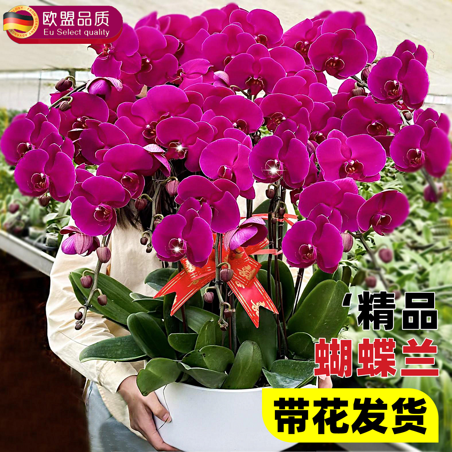 蝴蝶兰花苗带花剑带花苞盆栽兰花大苗客厅室内植物花卉四季好养活