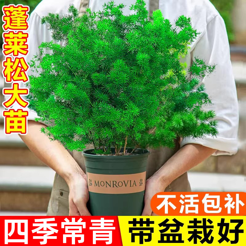 蓬莱松盆栽室内绿植办公室桌面四季常青文竹好养小盆景迎客松植物