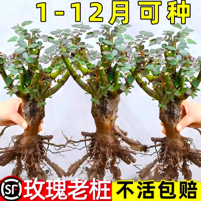 昆明直发玫瑰老根老桩当季开花月季花苗室内阳台盆栽大花浓香耐旱