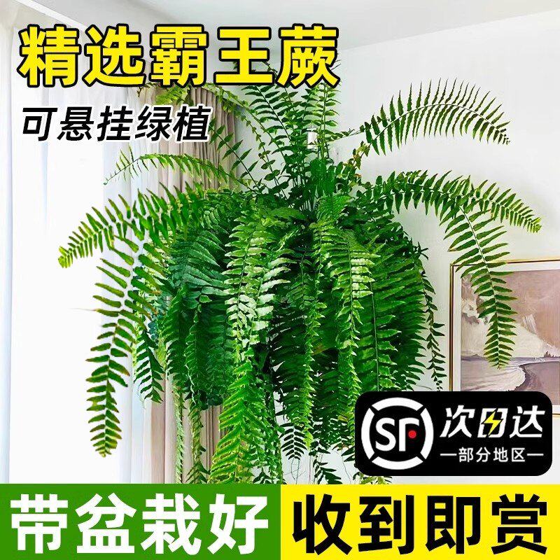 波士顿蕨盆栽吊盆霸王蕨类客厅室内盆栽好养办公室垂吊绿植高级感