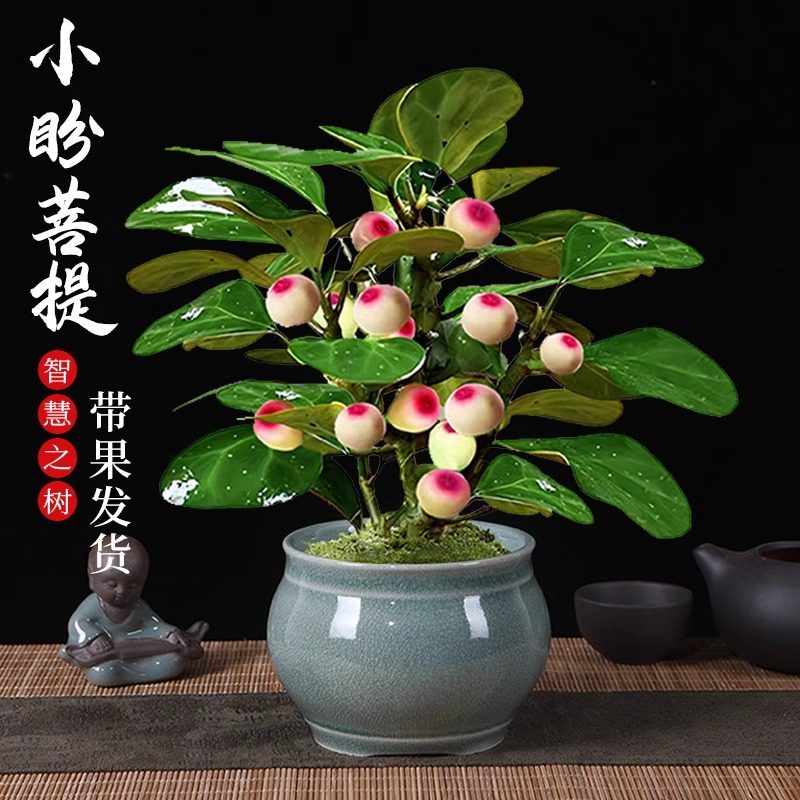 四季带果子小盼菩提树盆景办公室小绿植物盆栽内水培好养禅意花卉