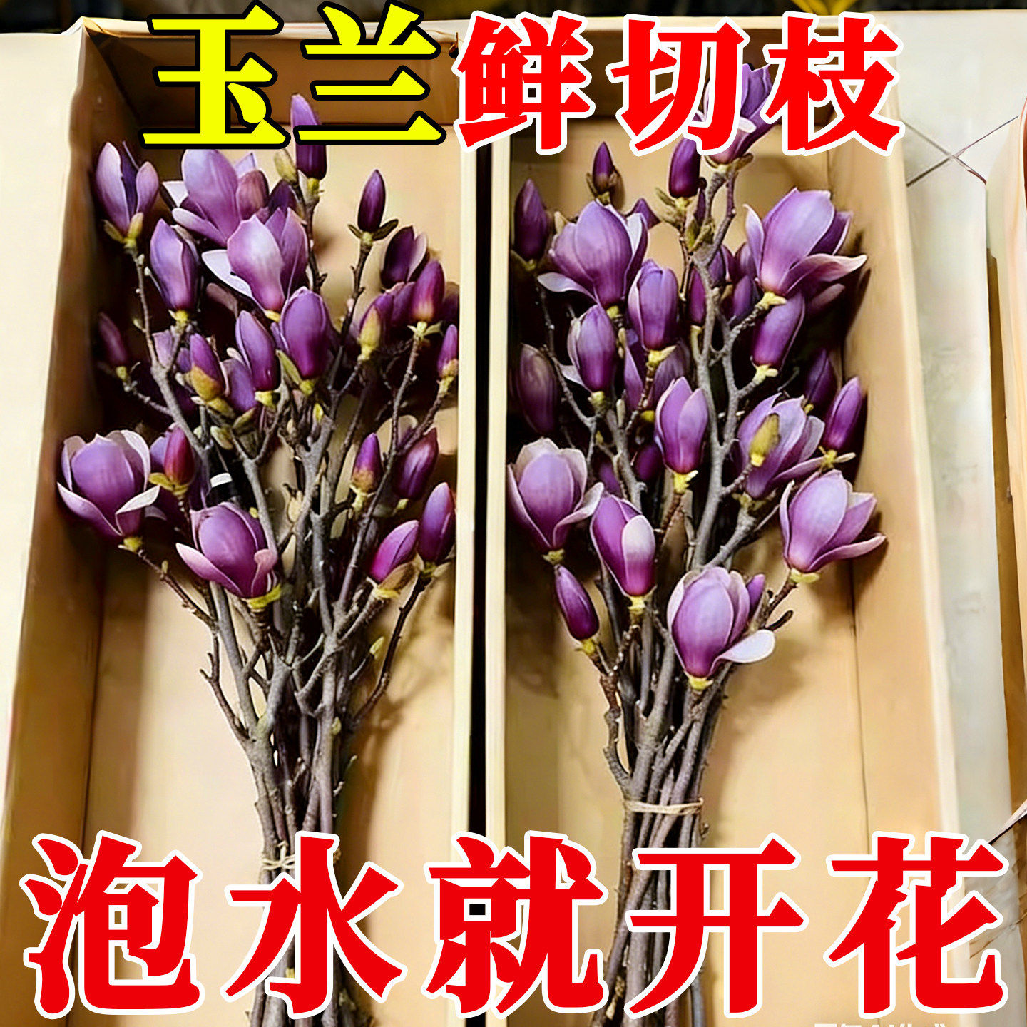 【遇水开花】水培植物白玉兰紫玉兰鲜花鲜切花带花苞室内好养绿植