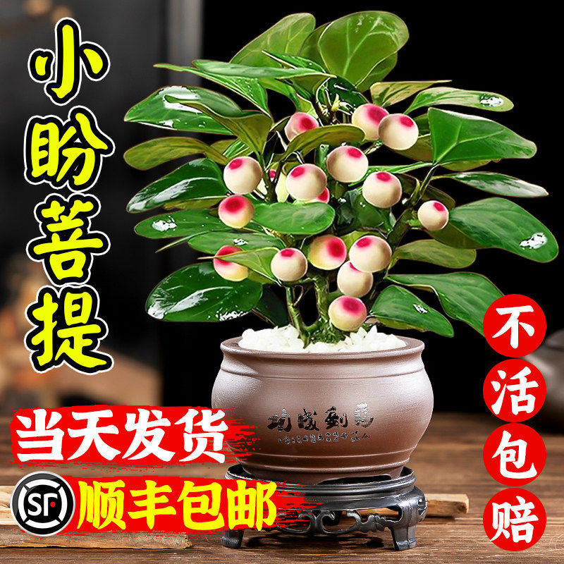 小盼菩提树盆栽老桩带果办公室桌面禅意绿植小盆景四季观果叶植物