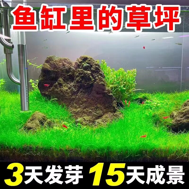 水草种子水草泥生态家用创意鱼缸玻璃瓶水培植物四季造景鱼缸小型