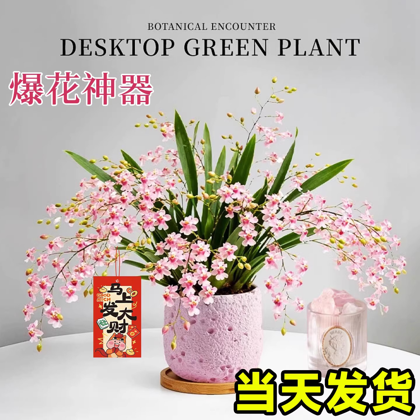 香水梦香文心兰带花苞盆栽办公室桌面小绿植室内盆栽植物四季好养