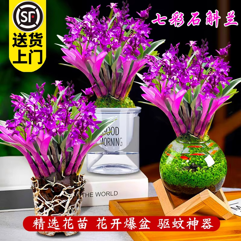 七彩香水石斛兰花四季兰好养绿植浓香型石斛改善睡眠绿植净化空气