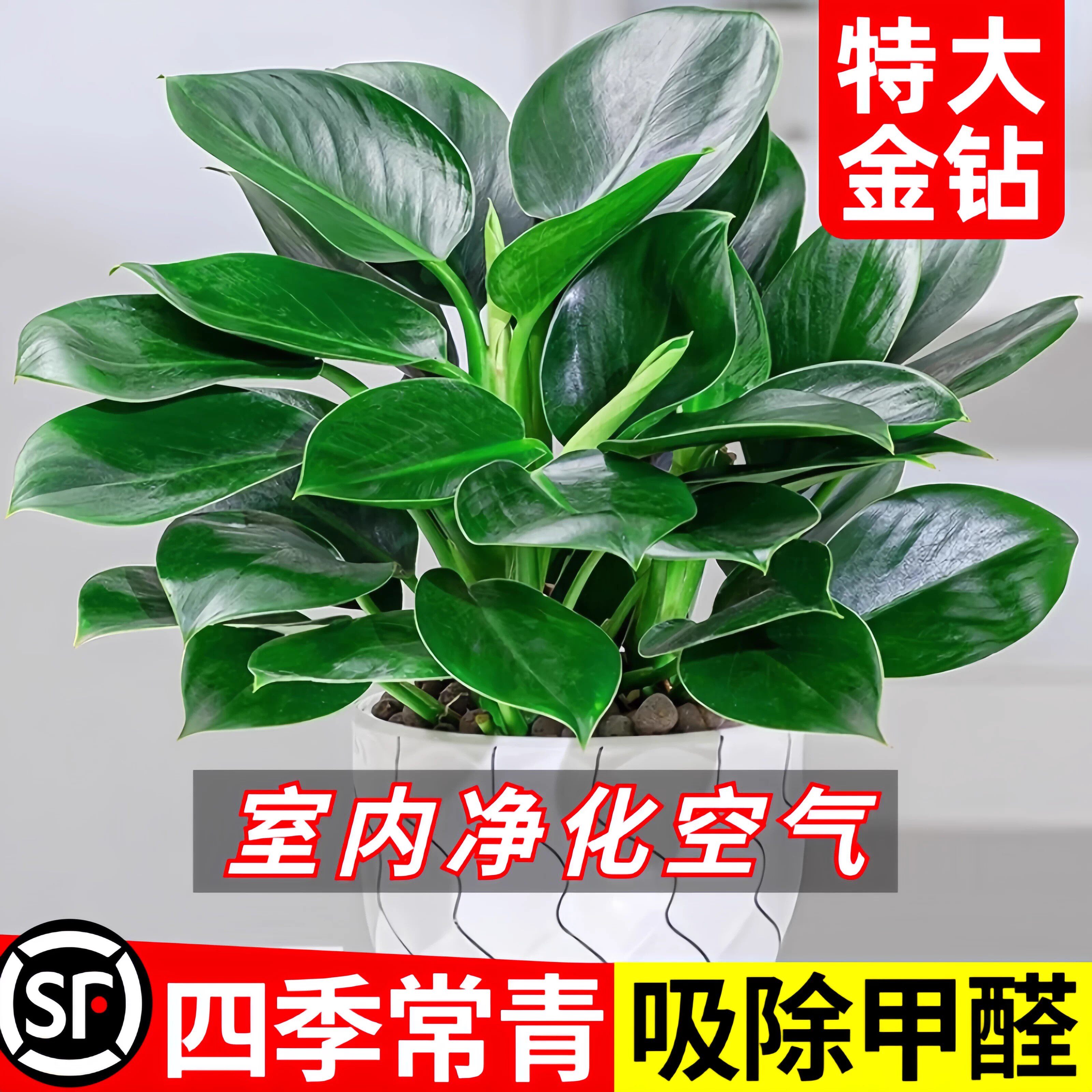金钻绿公主盆栽带花苞绿箩萝水培植物办公室内花卉绿植四季好养活