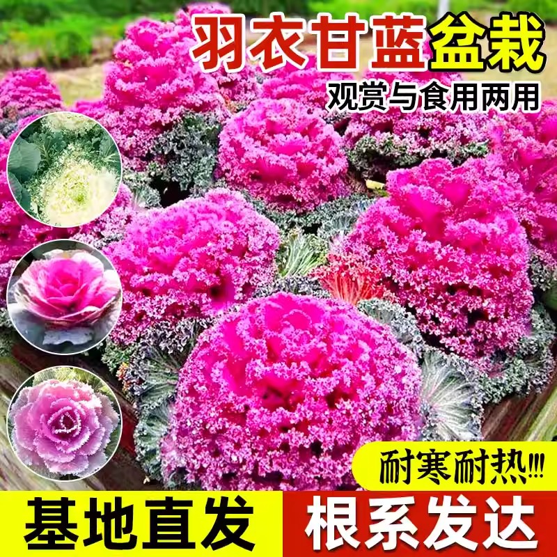 四季粉羽衣甘蓝盆栽苗秧老桩带土球粉绿紫雨衣甘蓝苗阳台庭院种植
