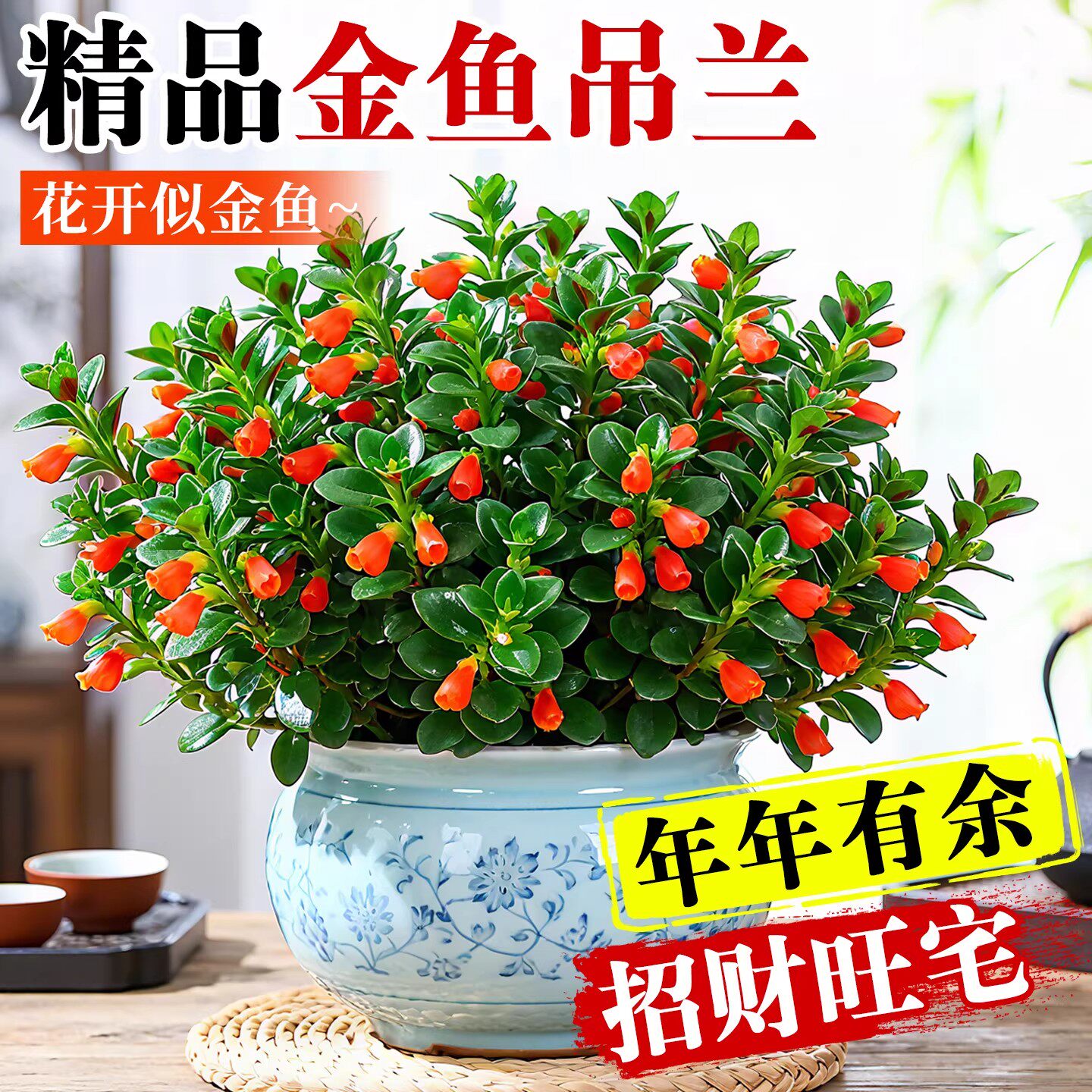 大盆金鱼吊兰盆栽带花苞室内阳台花卉客厅旺宅植物桌面绿植好养活