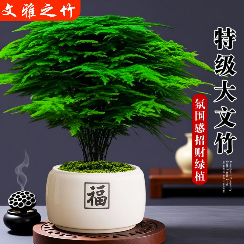 大文竹盆栽招财旺宅桌面盆景办公室内客厅茶室禅意绿植物四季摆放