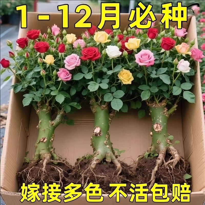玫瑰花苗老桩绿植物盆栽月季蔷薇老根室内外阳台庭院特大花卉四季