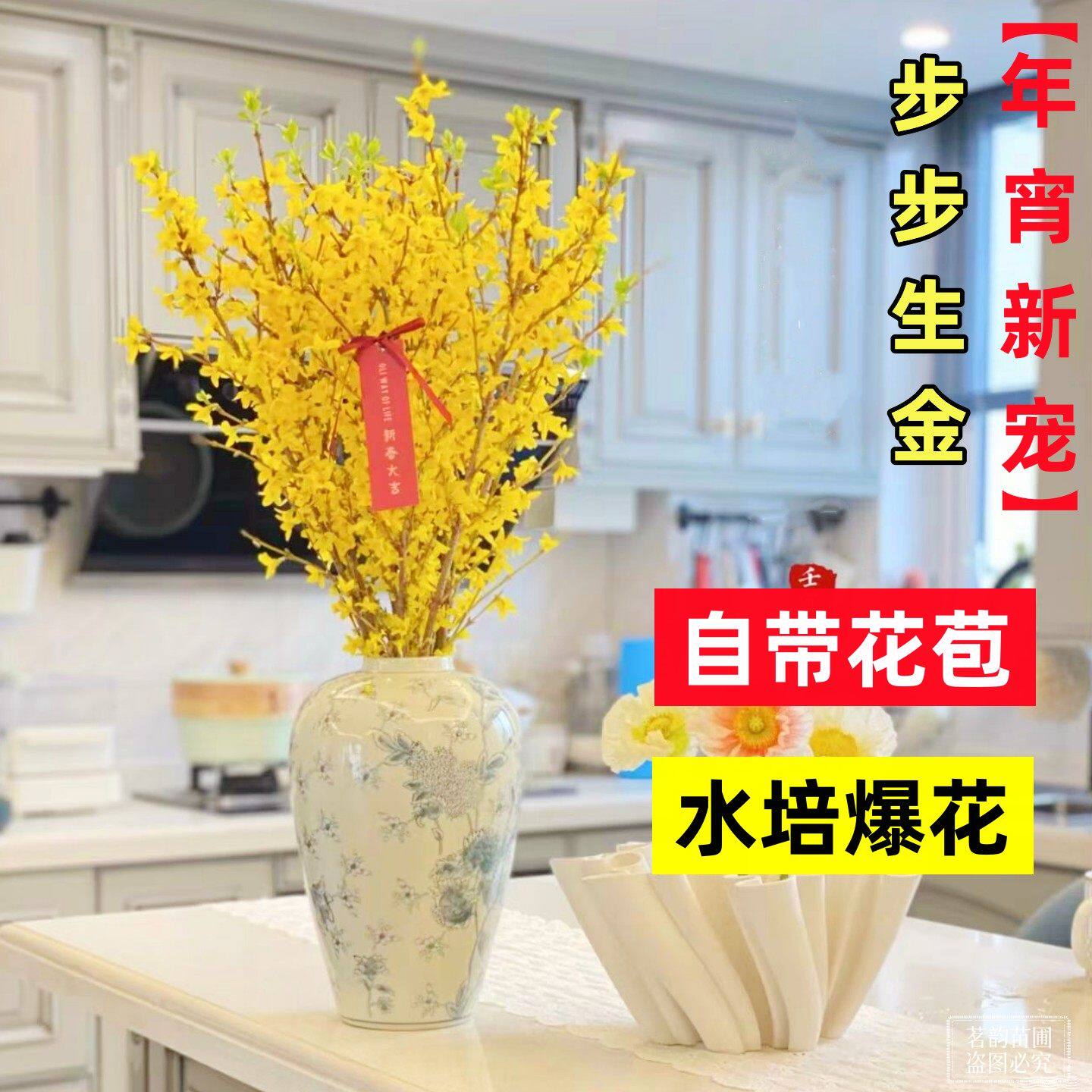 春节年宵花卉寸寸金鲜切水培植物连翘干枝室内桌面枝条水培海棠枝