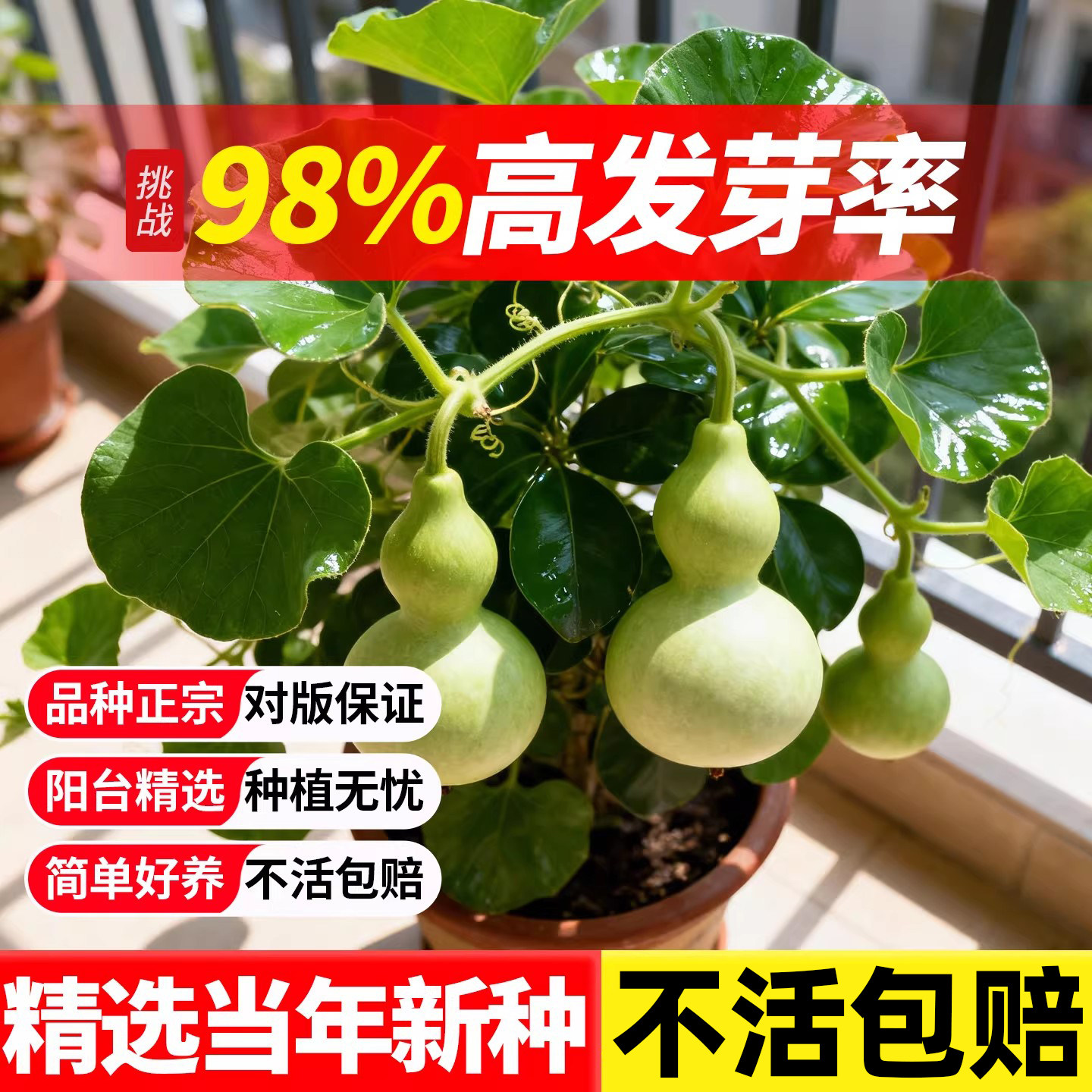 葫芦种子巨型特大四季种植阳台庭院爬藤观赏植物文玩手捻种子大全