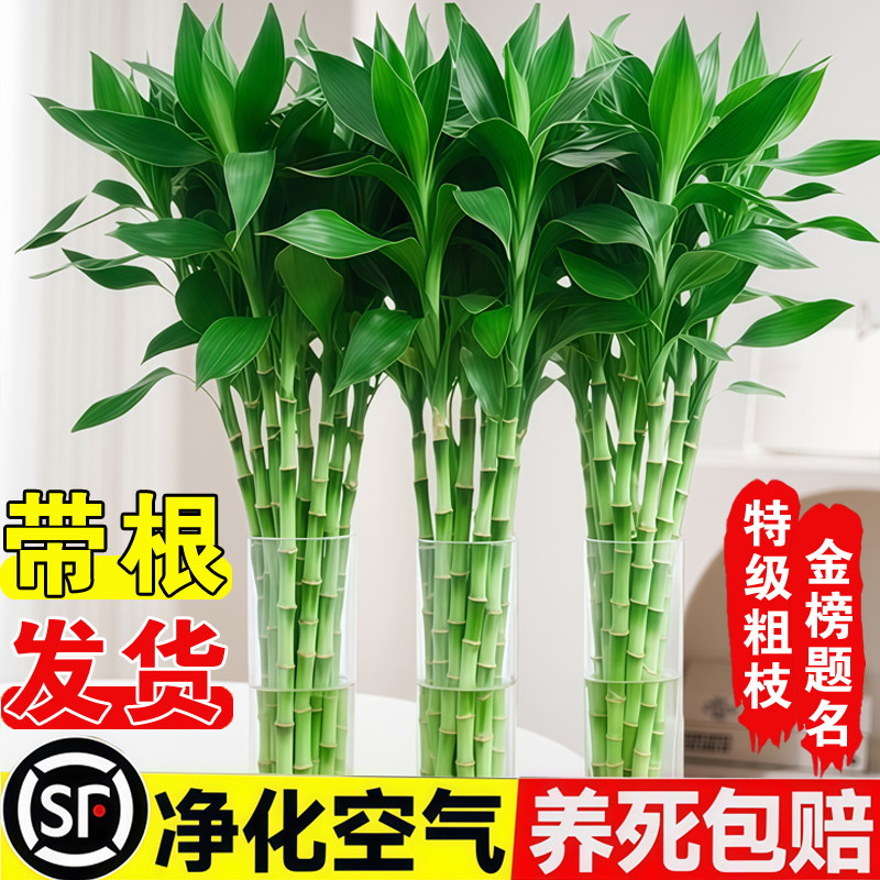 富贵竹水培植物客厅招财花卉绿带根转运竹发财竹植室内盆栽观音竹