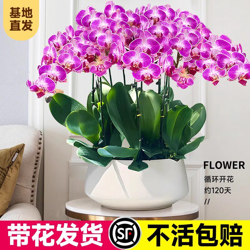 精品蝴蝶兰盆栽带花剑花苗兰花大苗室内花卉植物客厅鲜花四季好养