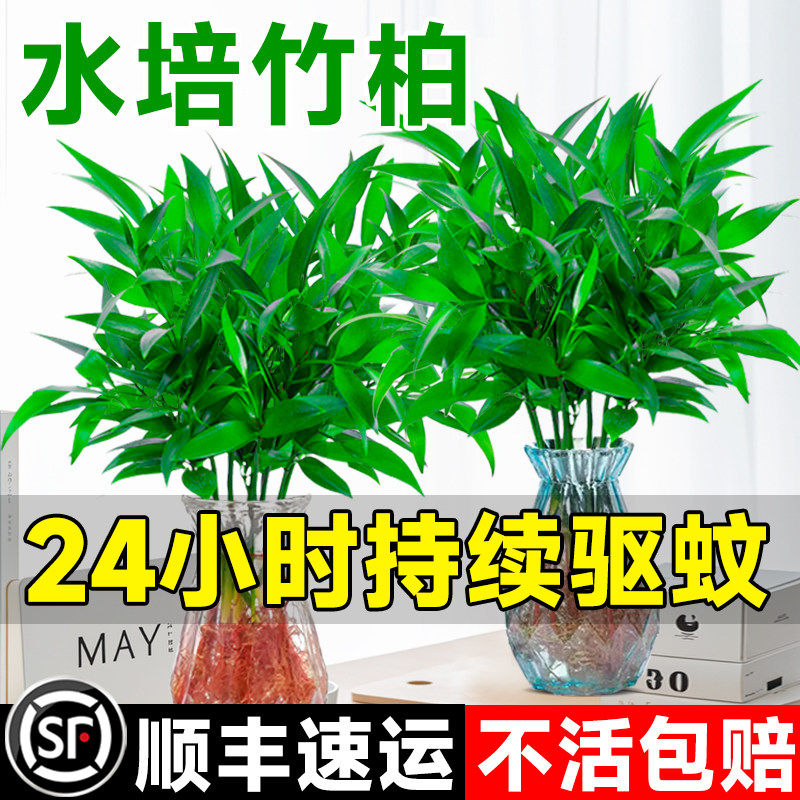 特大棵驱蚊竹柏水培植物室内好养活绿植客厅驱蚊神器水养花卉盆栽
