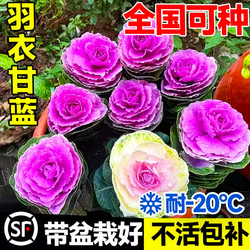 羽衣甘蓝盆栽大苗带花观叶食用植物绿化花园观赏花卉牡丹冬季耐寒