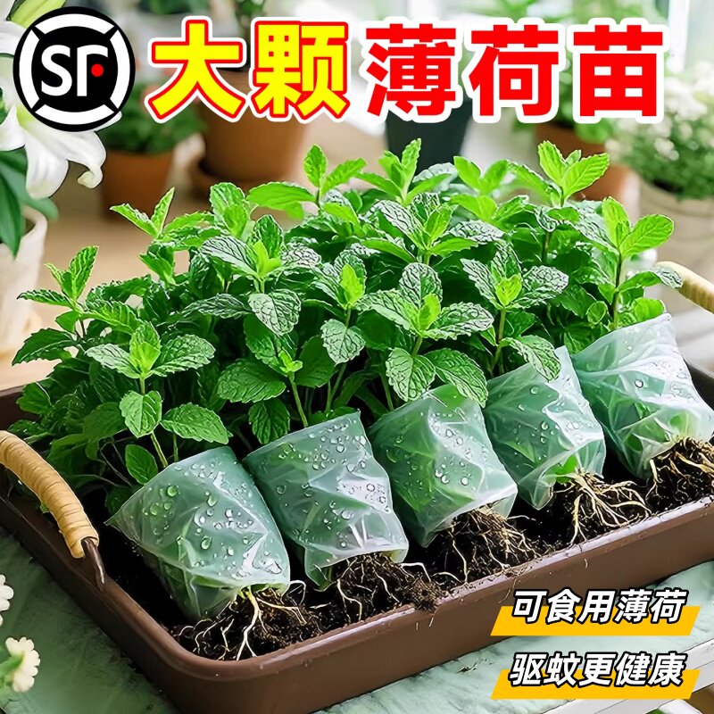 薄荷秧苗可食用室内植物盆栽水培柠檬薄荷叶迷迭香驱蚊草绿植好养