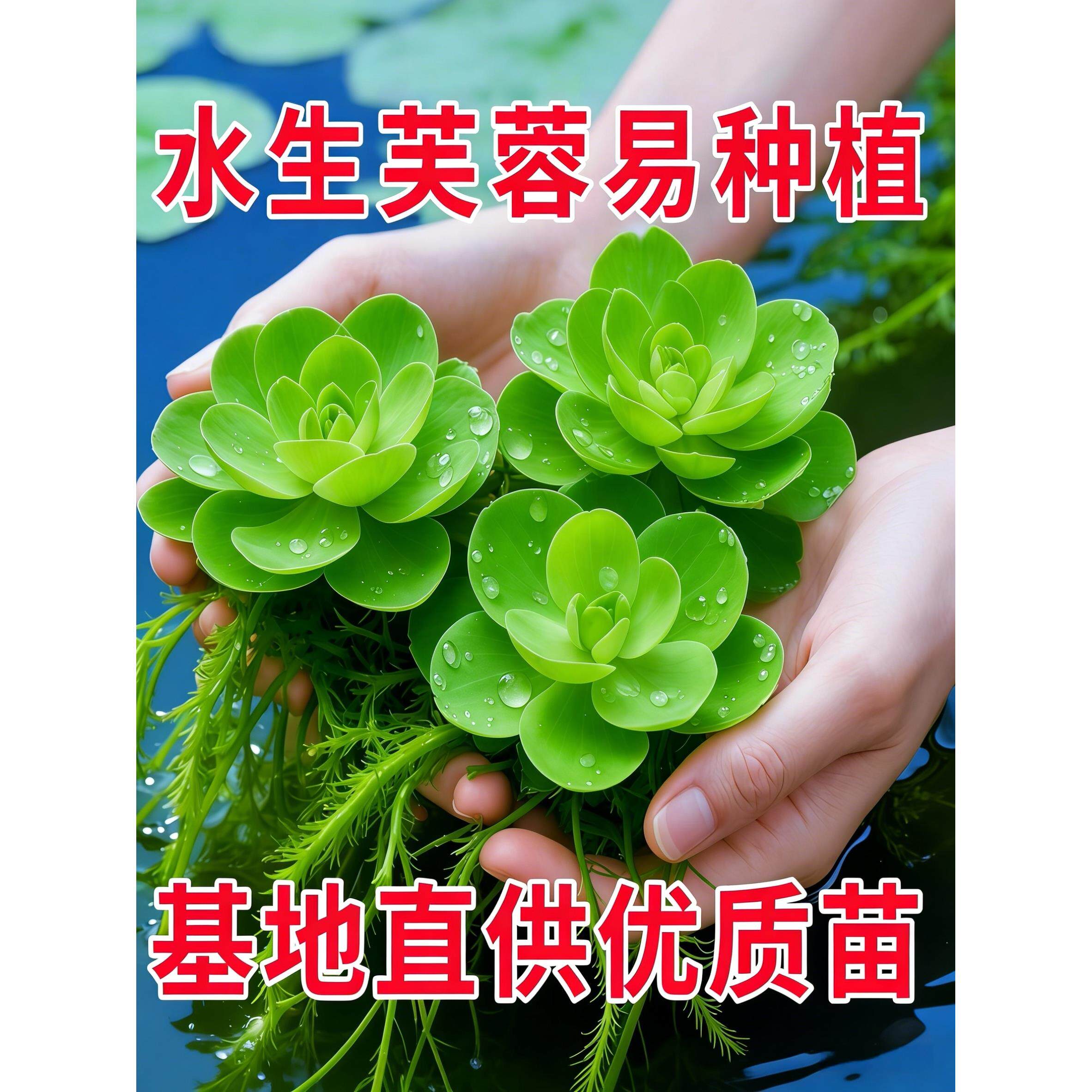 水芙蓉浮萍水草好养活净化水质植物新手懒人鱼缸造景增氧水培植物