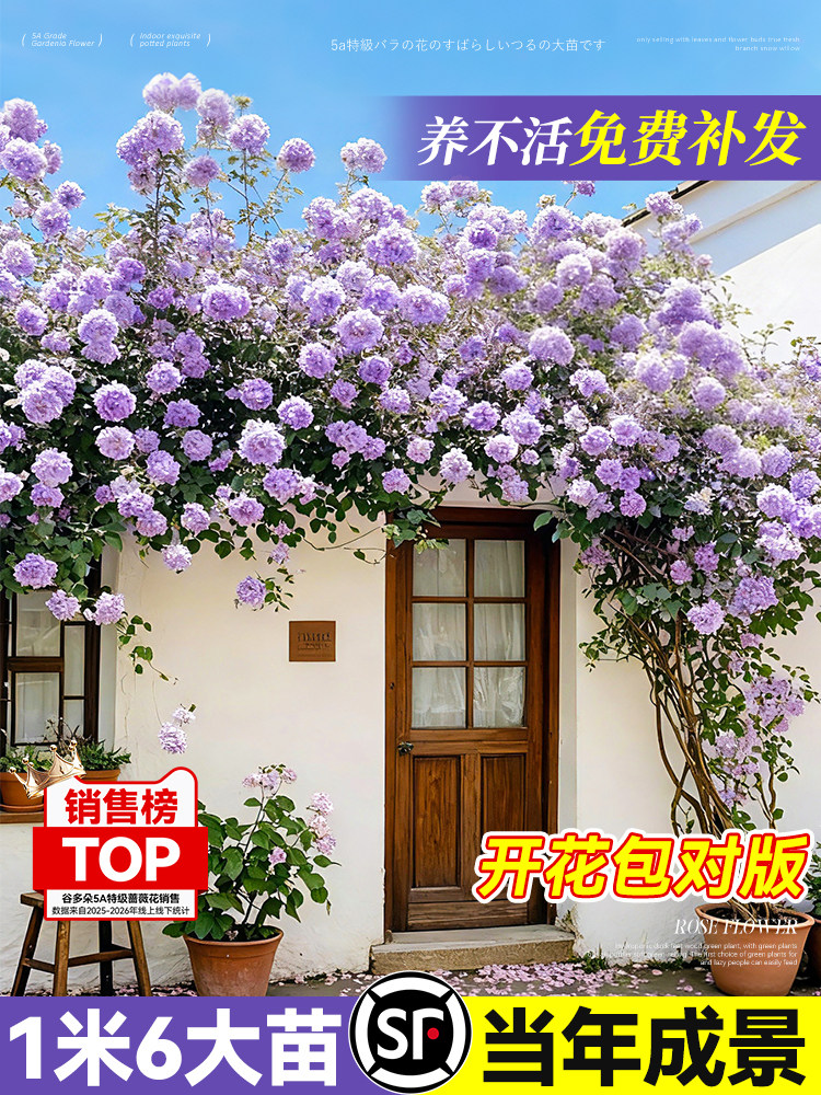 爬藤月季大苗绿植庭院阳台浓香花卉爬墙蔷薇木香四季好养玫瑰盆栽