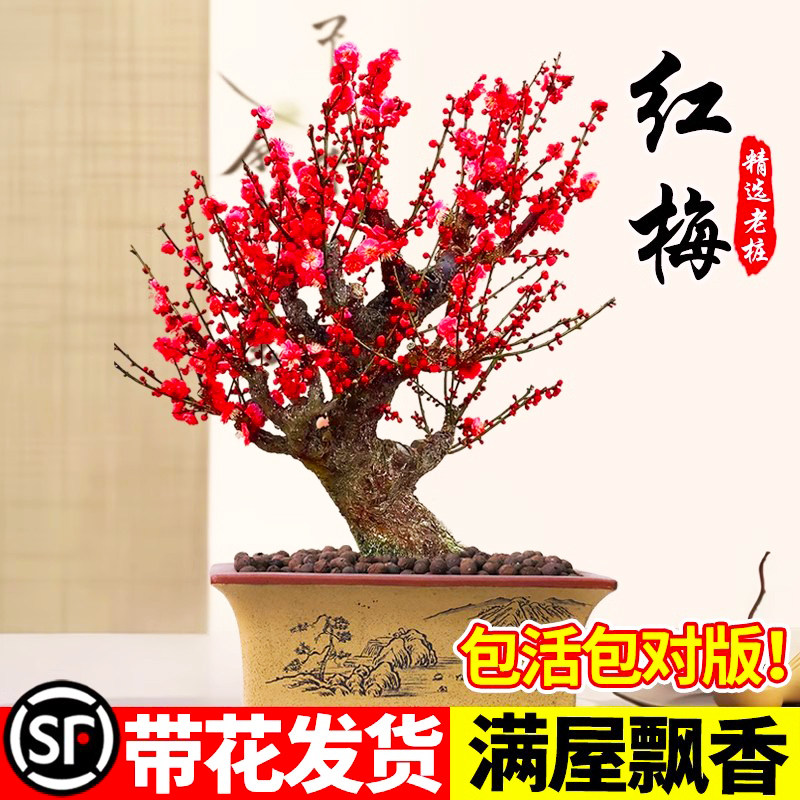 红梅花盆栽树苗室内外阳台花卉庭院地栽四季耐寒植物老桩盆景腊梅
