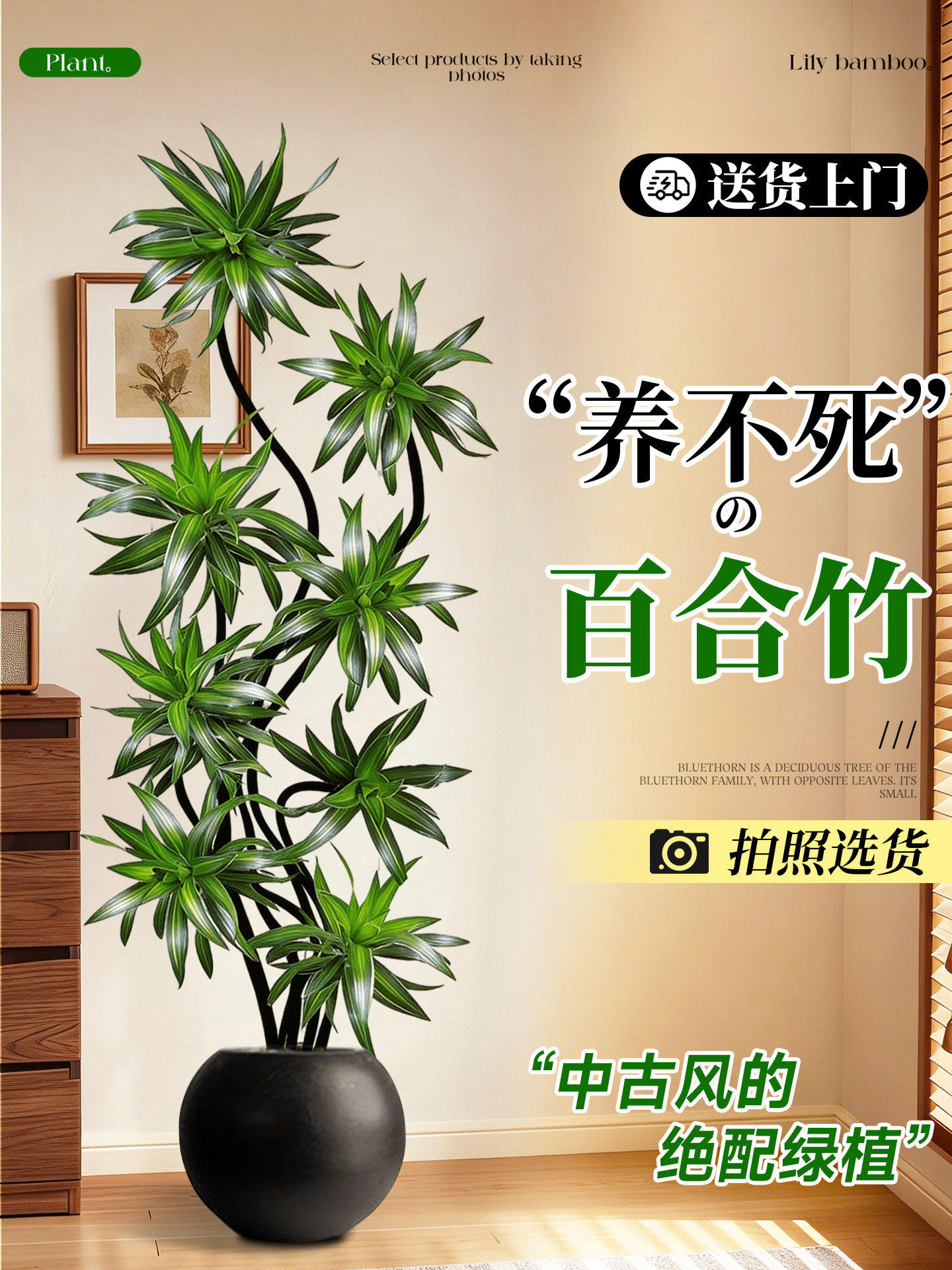 百合竹客厅大盆栽绿植室内高级感旺宅盆栽办公室大型绿植四季好养