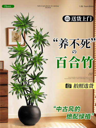 百合竹客厅大盆栽绿植室内高级感旺宅盆栽办公室大型绿植四季好养