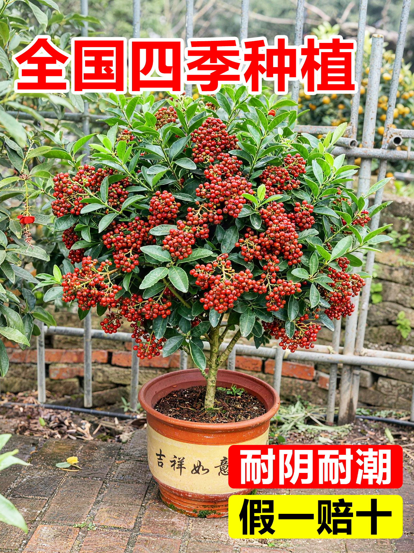 汉源大红袍花椒树盆栽带土可种图片