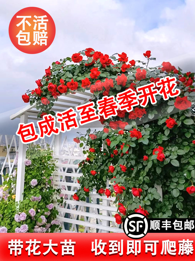 蔷薇花苗多季开花藤本月季特大花爬藤植物卉盆栽玫瑰