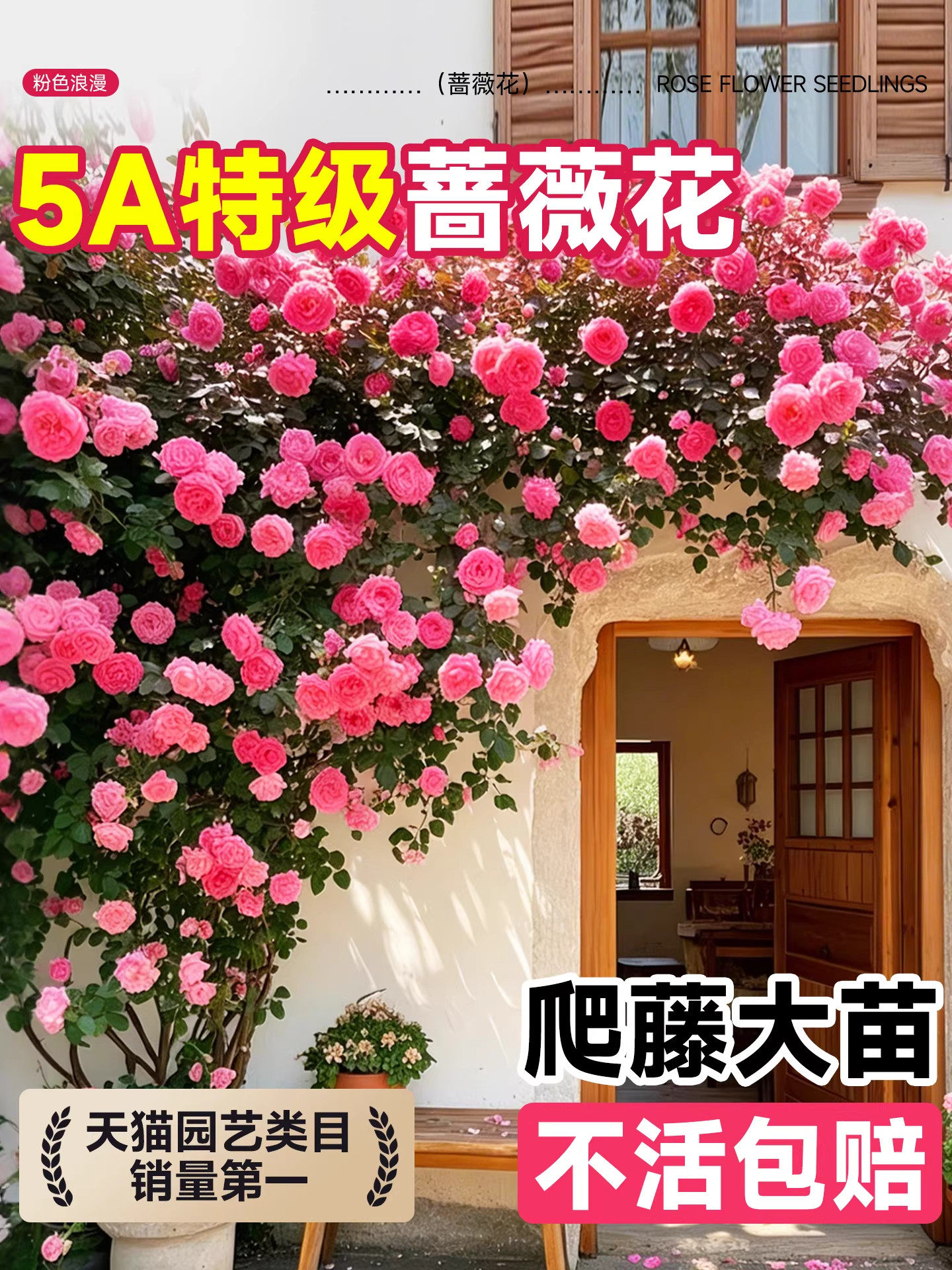 蔷薇花苗藤本月季爬藤四季开花爬墙植物庭院树苗盆栽花卉大全鲜花