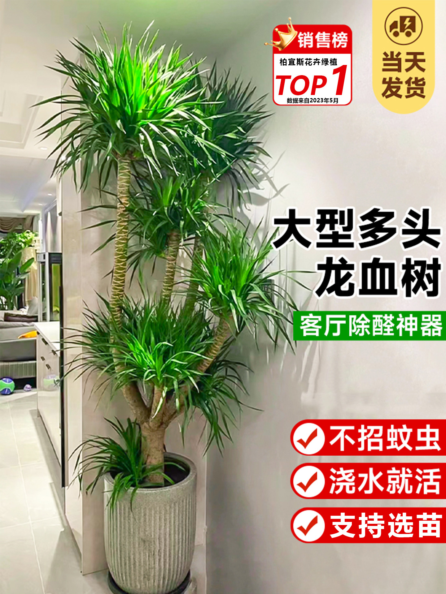 龙血树客厅旺宅办公室绿植黑珍珠多头盆栽老桩玄关易成活植物