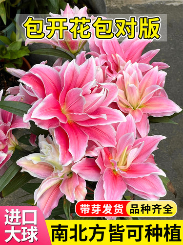进口香水百合种球多季开