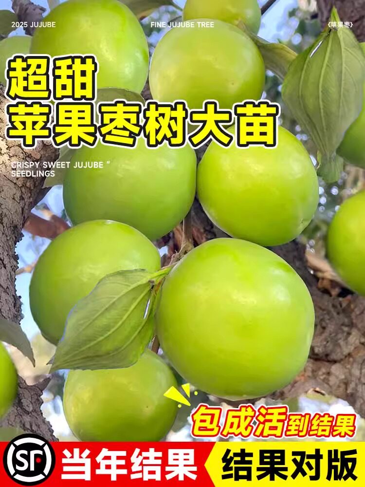 枣树活苗大枣超甜带土球特大号北方南方耐寒嫁接冰糖苹果牛奶果树