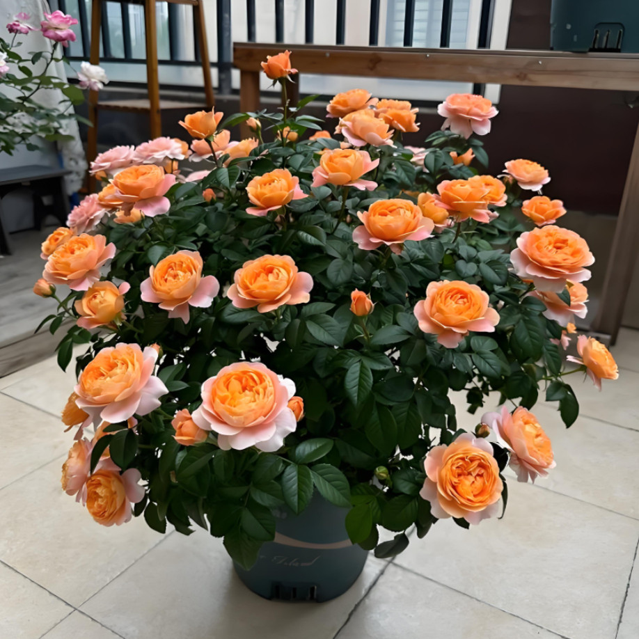 《果汁阳台带花苞大花苗》花卉观花植物室内盆栽浓香大花玫瑰月季