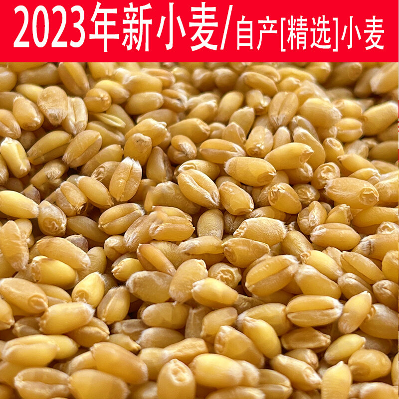 小麦粒优质食用农家山东种干麦子粒发芽猫草榨汁酿酒种籽仁