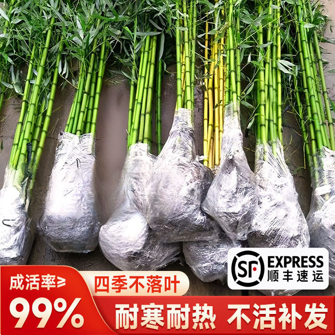 竹子苗庭院植物盆栽四季常青绿化黄金竹苗金镶玉罗汉竹毛竹苗紫竹图片