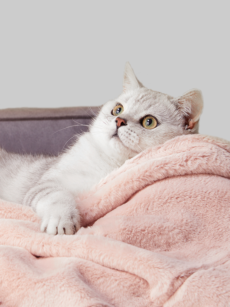 UFBemo宠物毛毯猫咪专用毯子狗狗被子地垫保暖中小型犬通用睡觉垫