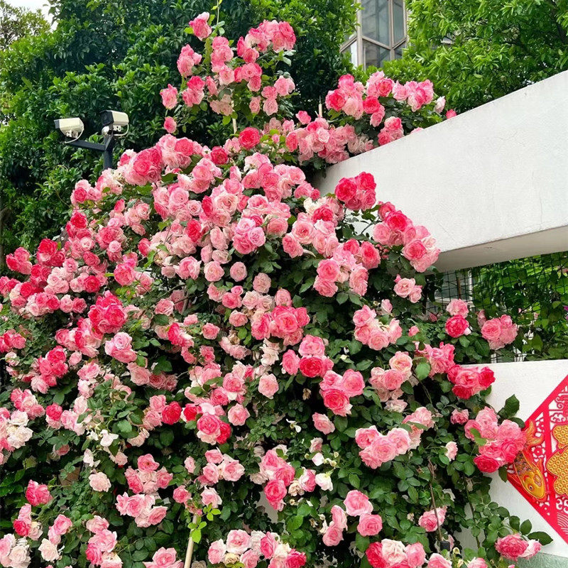 藤本月季樱霞四季开阳台庭院爬藤花卉爬墙植物勤花耐病蔷薇花大苗 - 实物图