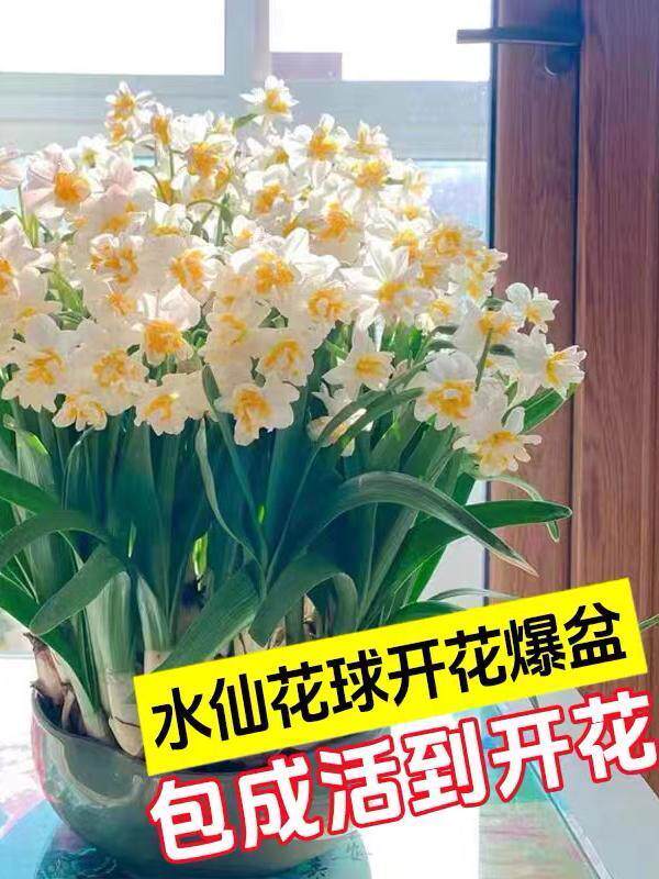 重瓣水仙花种球水养盆栽四季开花卉植物室内花绿植水培好养带花苞