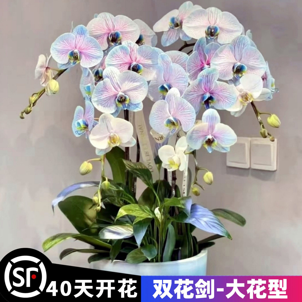 蝴蝶兰双花剑带花剑盆栽大苗大花型兰花室内植物吸色好养四季开花