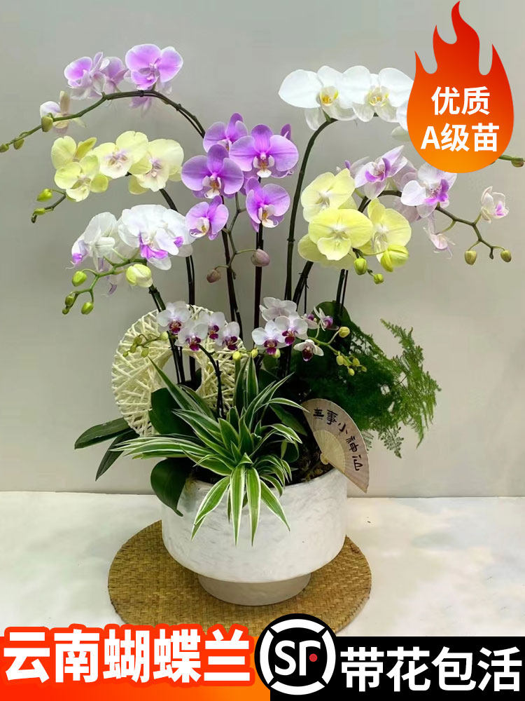 蝴蝶兰盆栽带花发货云南特大兰花苗带花苞年宵花室内耐寒花卉植物